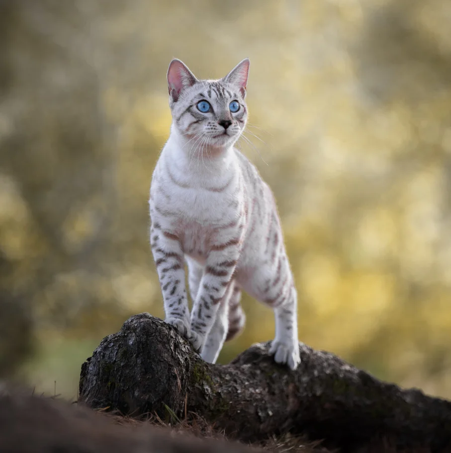 Gatto alla finestra tra le piante