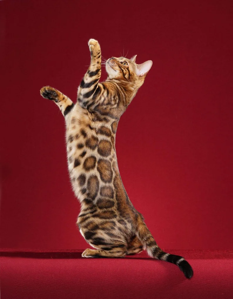 Bengal fra le piante di casa, luce naturale