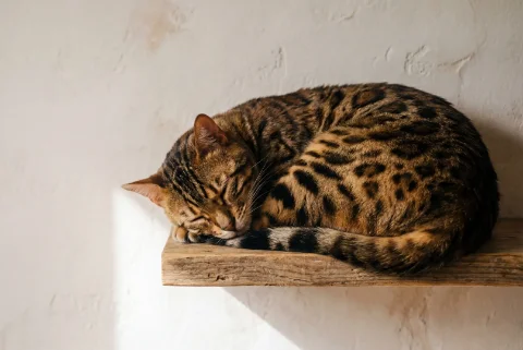Cucciolata Foglia