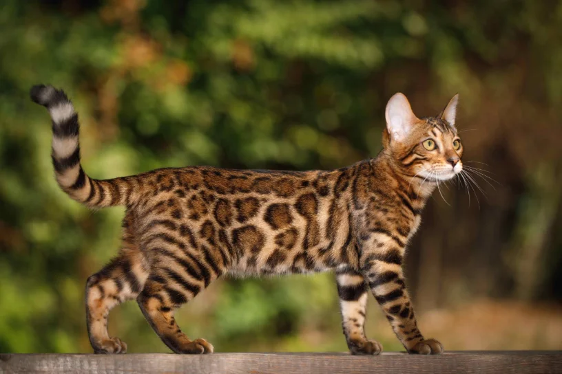 Gatto in movimento, corpo intero
