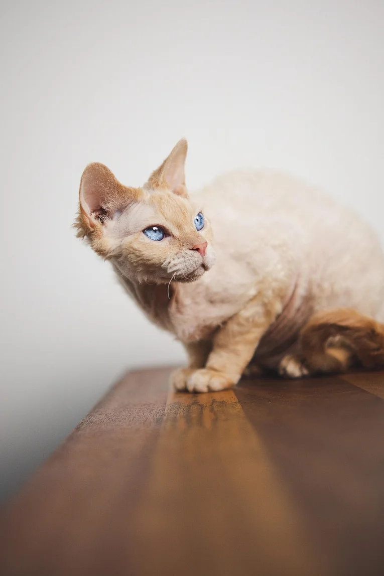 Devon Rex in braccio, in casa