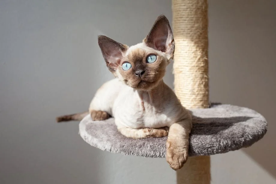 Devon Rex adulto sul divano, pelo riccio in luce